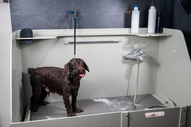 bruine poodle in wasbak