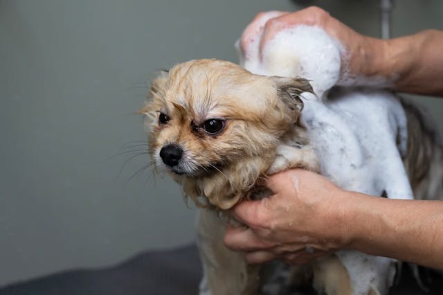 hond met shampoo