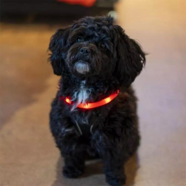 LED Halsband voor Honden