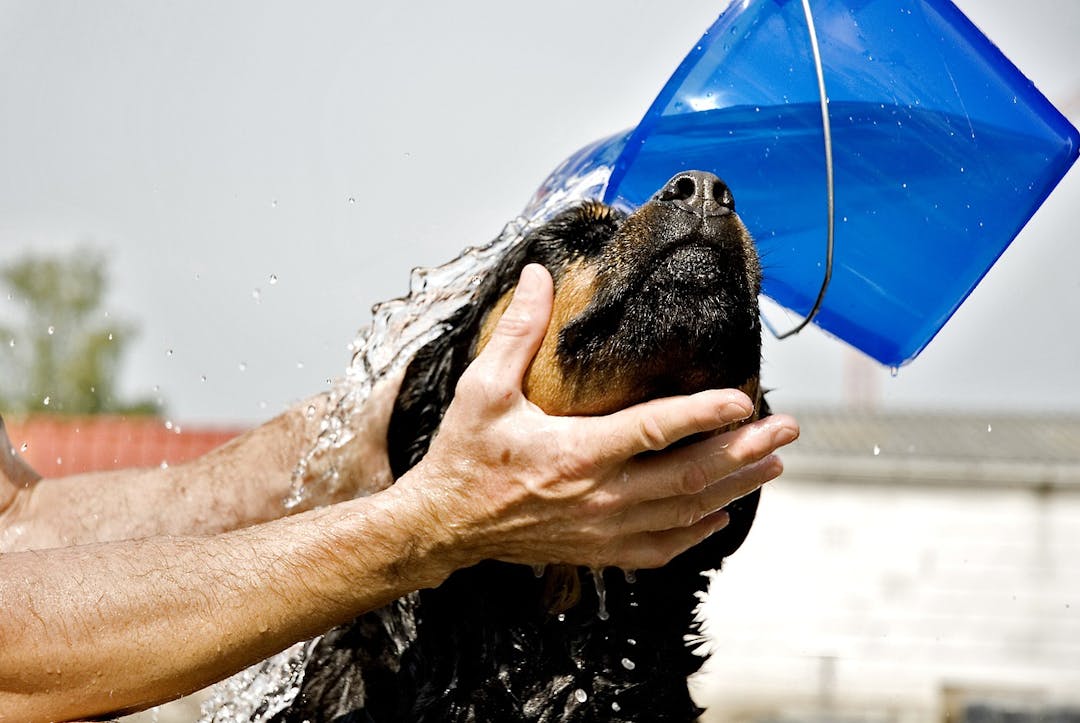 blog foto waarom-je-hond-wassen