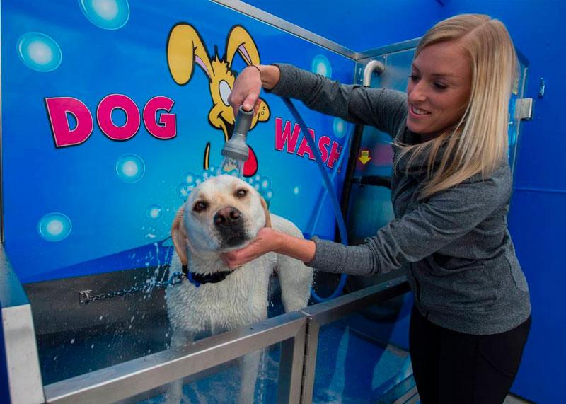 blog foto wat-is-een-dogwash