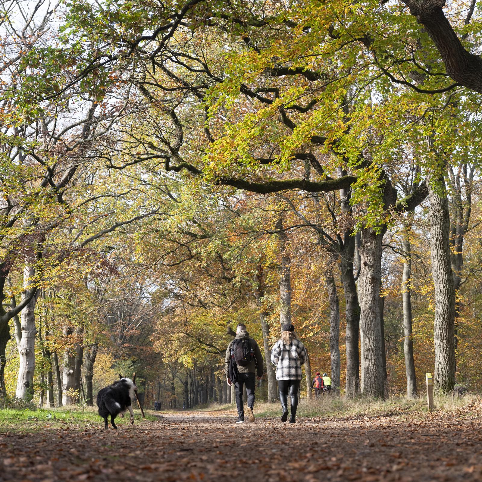 Hond in een losloopgebied