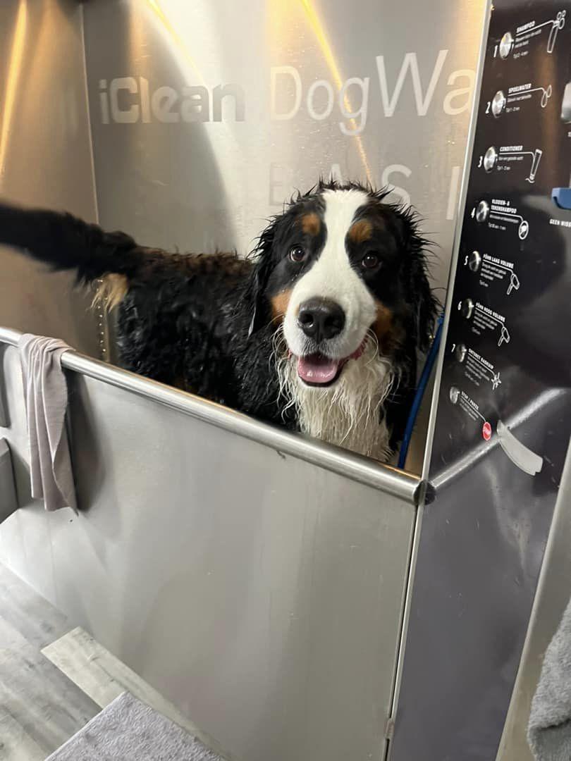 Foto van de hondenwasstraat bij locations/dogwash-barneveld-1681663171405.webp