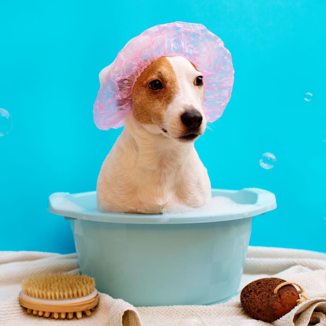 Hundewaschanlage